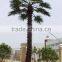 SJ12001117 Indoor palm tree plant/outdoor green palm plants/fan palm plant