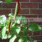 3mm electro-galvaized tomato trellis high quality China supplier on sale