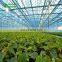 Commercial Nursery Greenhouse With Good Cooling System