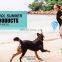 Indestructible Durable Pet Dog Chew Toy Ball
