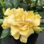 Factory Supply Natural Food Colorant Gardenia extract Gardenia Yellow