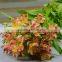 china manufacture lily flowers fresh cut narcissus