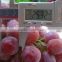 Top quality seedless red grapes for Dubai Market
