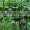 New type of flower plant vines frame bracket