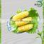 Wholesale Shish Kabob Bamboo Skewers