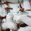 Good Quality Outdoor Hunting Plastic Wind Sock Decoys Snow Goose Head From Chinese Manufacturer