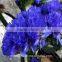 Supply artificial flowers dried flowers with 1kg/bundle from Yunnan, China