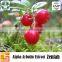 High Quality Natural Beta Arbutin extract and Beta Arbutin Powder