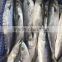 Wholesale Sea Frozen Fish Spanish Mackerel 300-500G