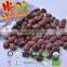 Frozen roasted inshelled chestnut for sale