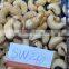 SW 240 CASHEW KERNEL (skype : visimex08)