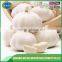 10kg carton natural garlic
