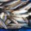 Pacific mackerel frozen marine fish seafood supplier