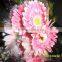 fast tranportation fresh gerbera flower buy from Kunming flower planting base