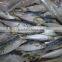 frozen horse mackerel