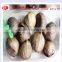 100% pure green snack food and aged peeled solo blackgarlic from china 180g/bottle --HC Company