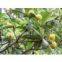 corosolic acid banaba leaf extract