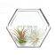 terrarium geometric glass terrarium wholesale