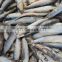 Good quality frozen whole round anchovy fish block