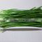 Sinocharm BRC A Approved IQF Green Leek IQF Green Onion Chopped Export Korea