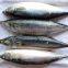 Premium Frozen Mackerel Fish Bulk Hot Sale Seafood Frozen Whole Round Pacific Fish Mackerel