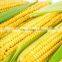 Maize husk peeling machine/sweet maize sheller