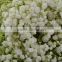 High grade new coming arrival gypsophila floral