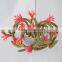 Summer Hanging Tropical Flower Plant