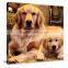 Framed Dog Animal Canvas Painting Art Livingroom and Bedroom Decor DWYS21