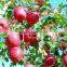 Red delicious Qinguan apple import from China Gansu Tianshui