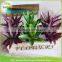 Home Office Wall Hanging Decor Vertical Garden Art Floral Terrarium cheap aloe potted artificial plant with roots