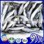 frozen round scad Decapterus Maruadsi