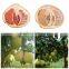 12KG Carton of Honey Pomelo Grapefruit