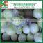 Chinese fresh peeled onion