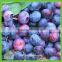frozen iqf wild blueberry