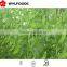 IQF china price for frozen Pea pods 2015 high quality