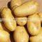 Holland Potato pack in mesh bag or carton