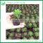 Indoor Ornamental Succulent Plant wholesale