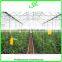 Multi- span potato film greenhouse for sale