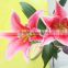 Best Quality Decorative Flower Fresh Cut Pink Lily Wholesale From Yunnan,China