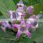 CALOTROPIS GIGANTEA