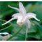 Epimedium(rossonl@huacheng-biotech.com)