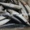 Hot sale IQF frozen sardine fish for export for bait