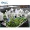 Sinocharm High Quality Organic IQF Frozen Fresh Broccoli Kosher