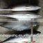 Auxis tapeionsoma bonito with frozen size 750 - 3000g