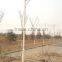 best price for telescopic camera pole