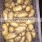 2016 Fresh Chinese Holland Potato