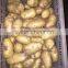 2016 crop good taste fresh potatoes for export