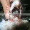 Frozen Butter fish WR G&G Back Open pomfret