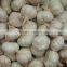 Fresh White Garlic